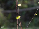 Branch - Gałąź